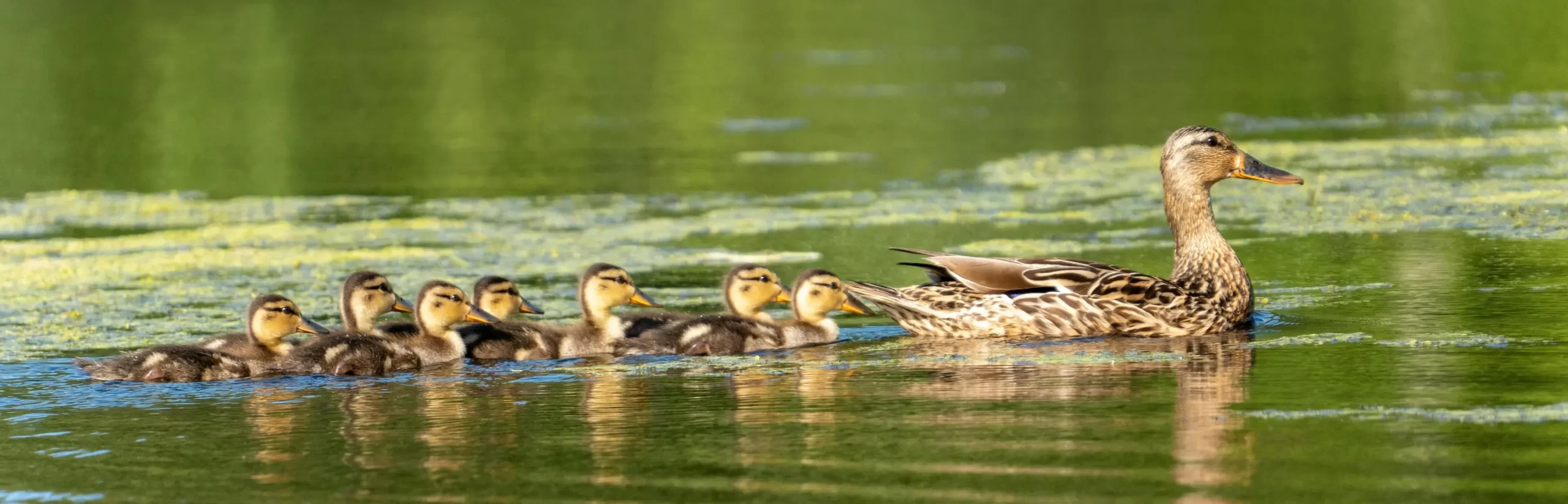site about ducks